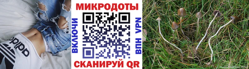 Псилоцибиновые грибы Psilocybe  Лукоянов 